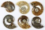 Lot: KG Madagascar Polished Ammonites (-) - Pieces #79355-3